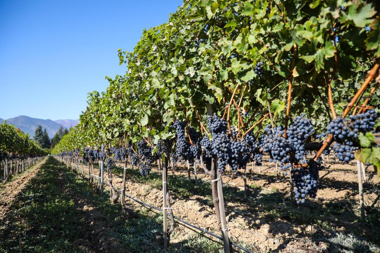 Uva Nestum Wine & Spa Goce Delčev Exteriér fotografie